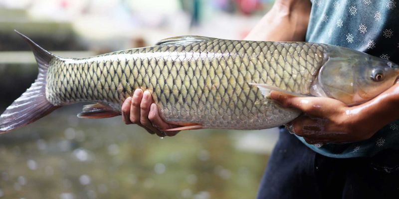 Mơ thấy cá trắm